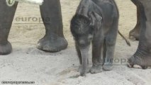 El bebé elefante del Zoo de Madrid se llama Buba