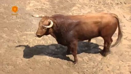 SORTEO 17 ABRIL SEVILLA LA MAESTRANZA