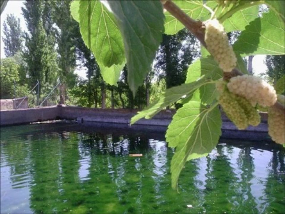 Canan Özacar- Ala Gözlerini Sevdiğim Dilber