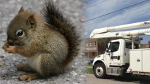Crazy Squirrel Cuts Power to Three Florida Schools