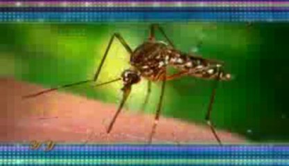 The superior features in the body of the mosquito