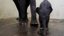 Indonésie : un éléphanteau de Sumatra naît en captivité