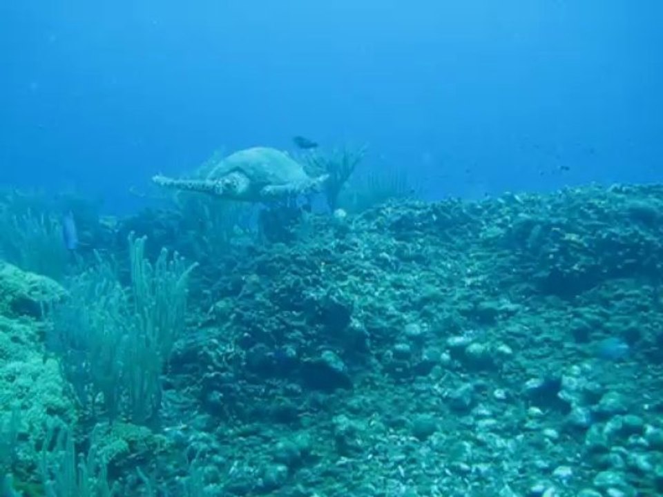 Tortue imbriquée