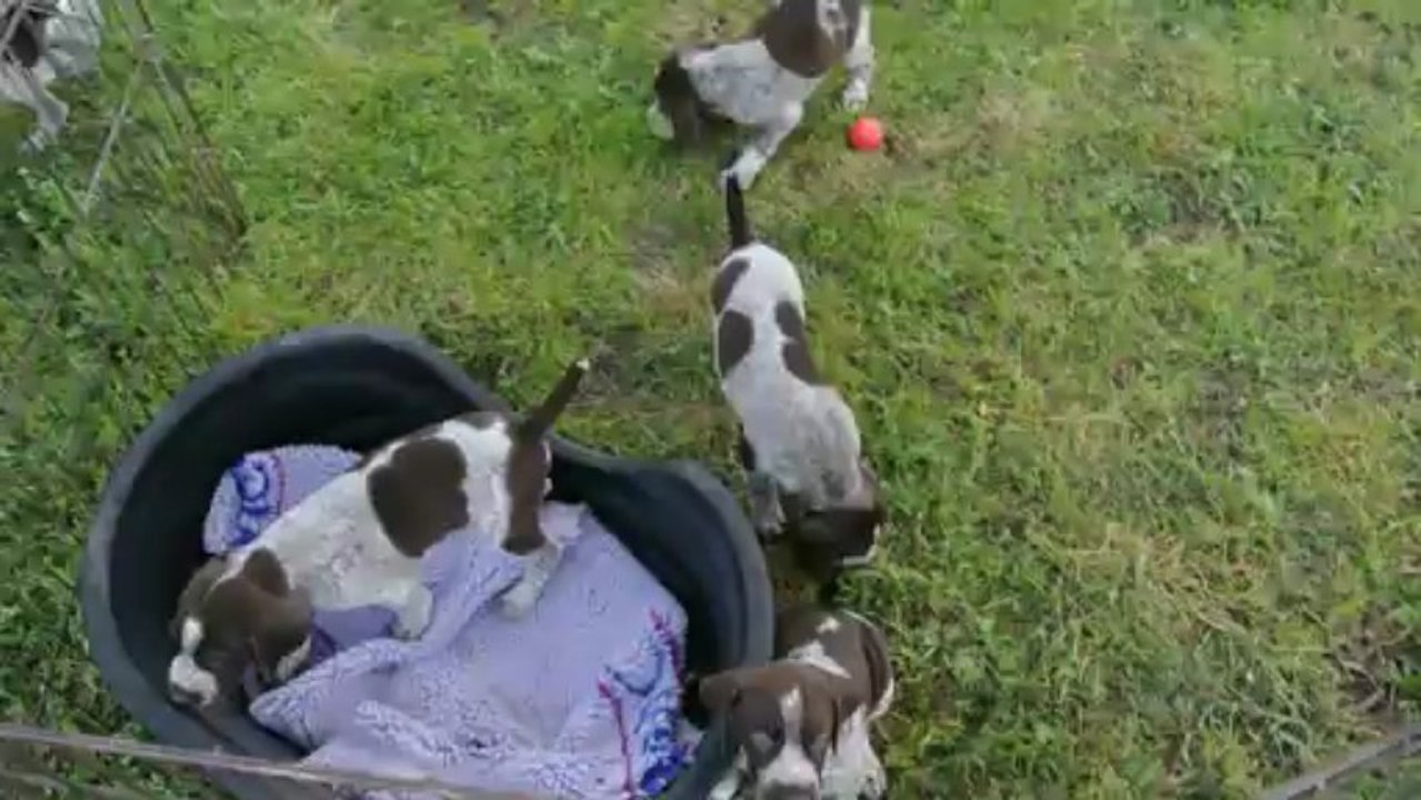 Chiot Braque Allemand 1 mois Elevage Champréval