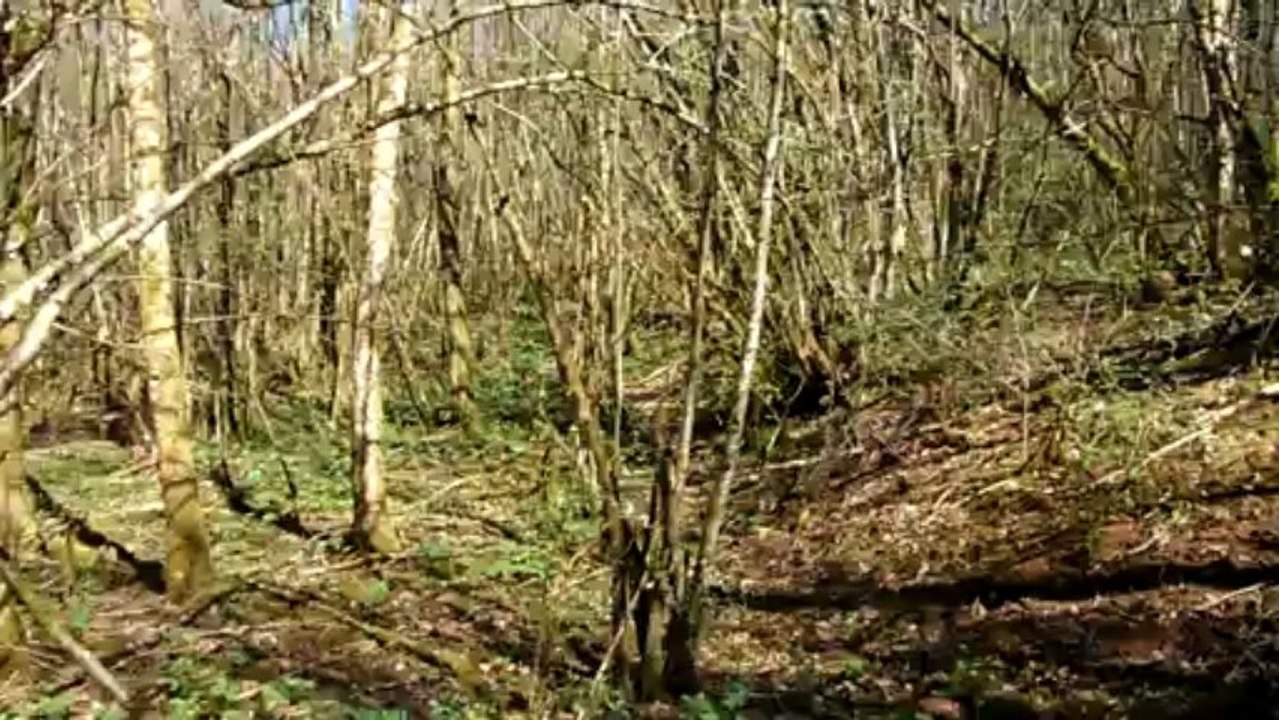 Deux oreilles de cochon avril 2013