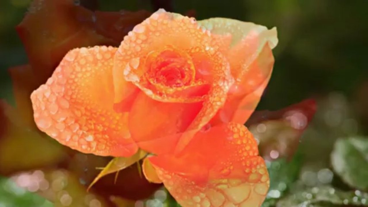 ORANGE ROSES IN HARMONY with NATURE - WET AND WILD.