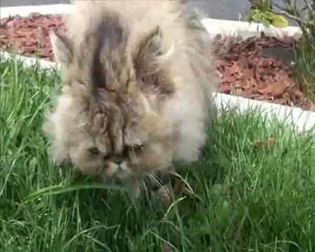 DOLLY et ses amis, avril 2013