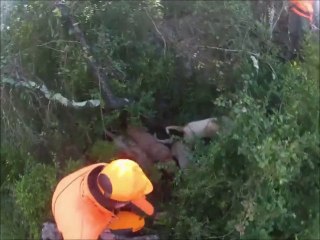 Chasse au sanglier dans l'Hérault. Causse.