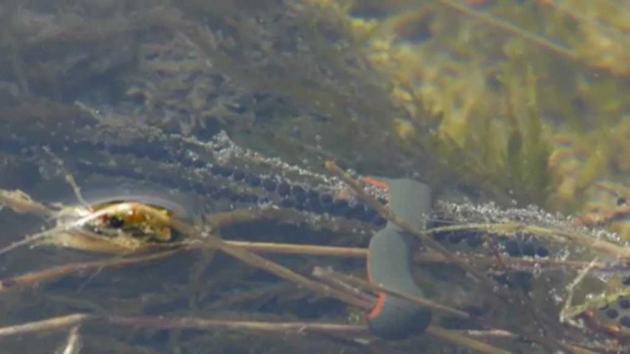 Haemopis Sanguisuga et œufs de Bufo calamita