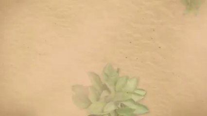 Dhoni Cruise Maldives