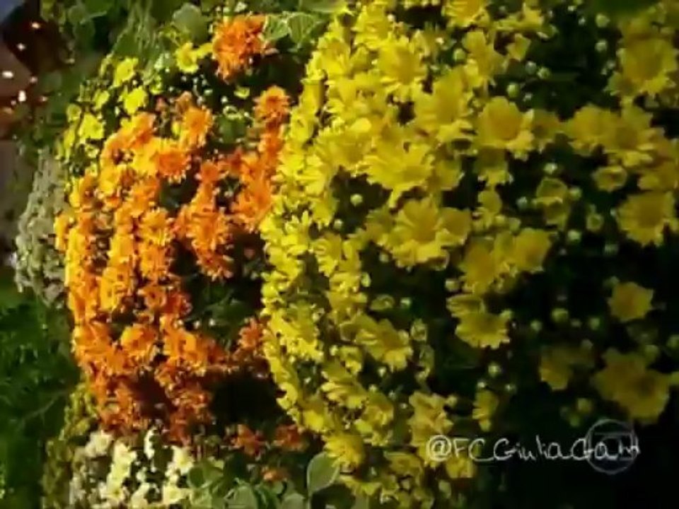 Festa Sangue Bom - Jornal da Globo