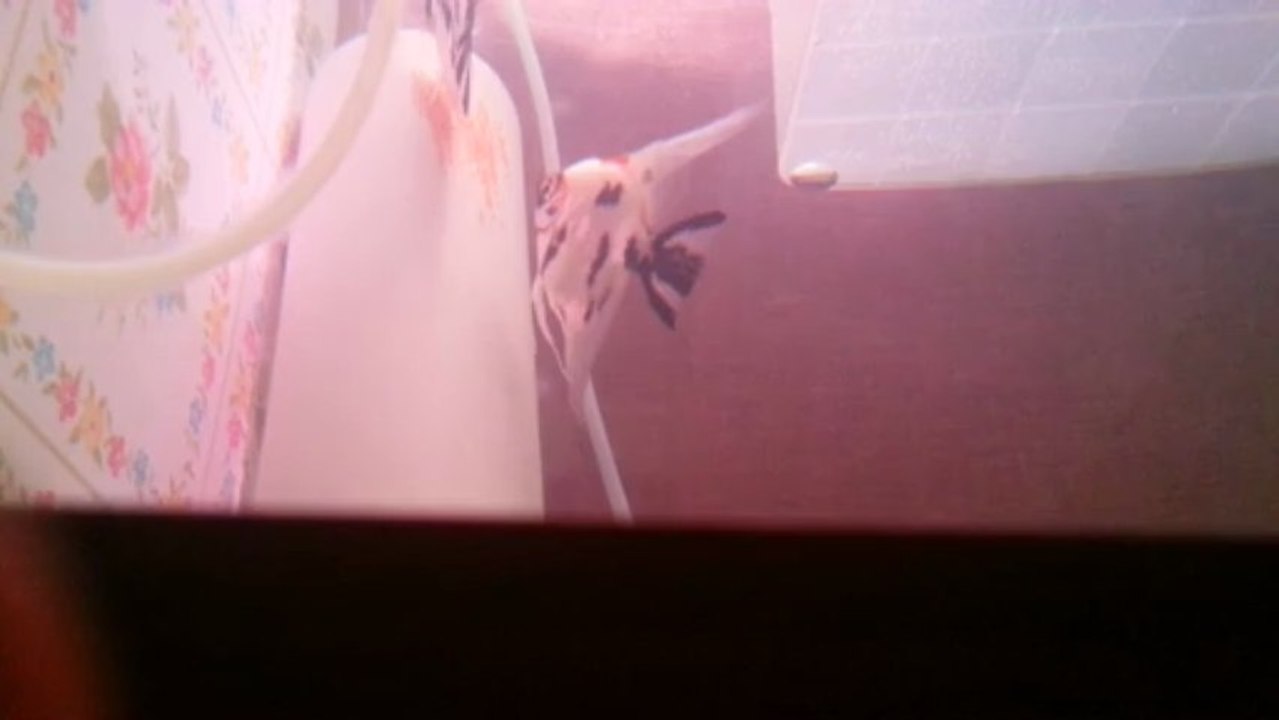 EŞ YUMURTA DÖKEN TRİCOLOR MELEK