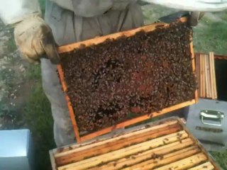 Cherchons la reine des abeilles !