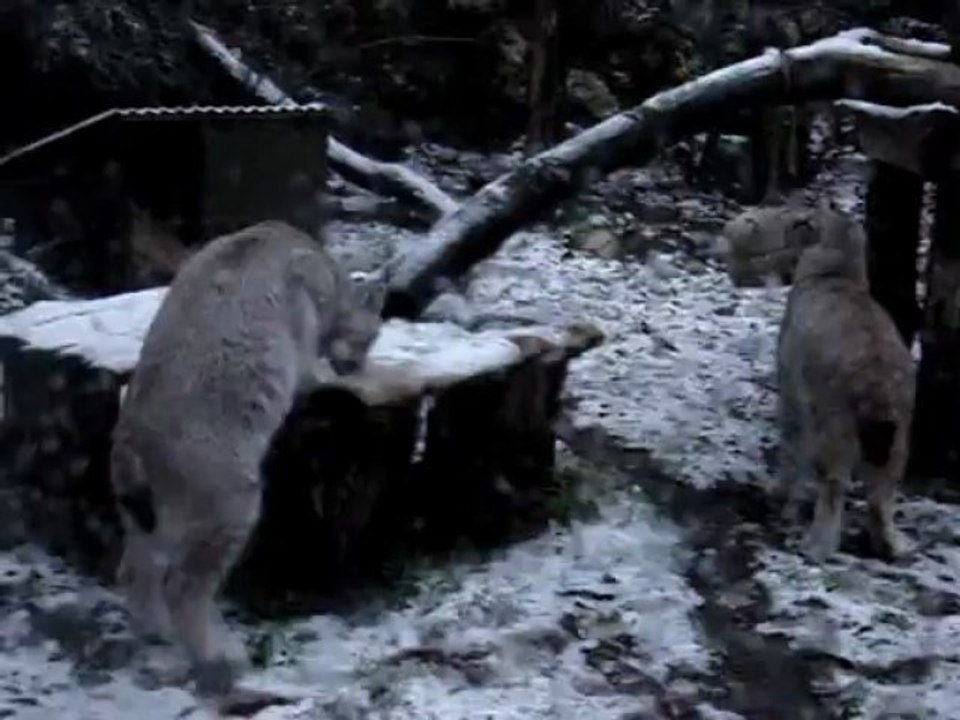 Première neige 2013 au Zoo de Pont-Scorff
