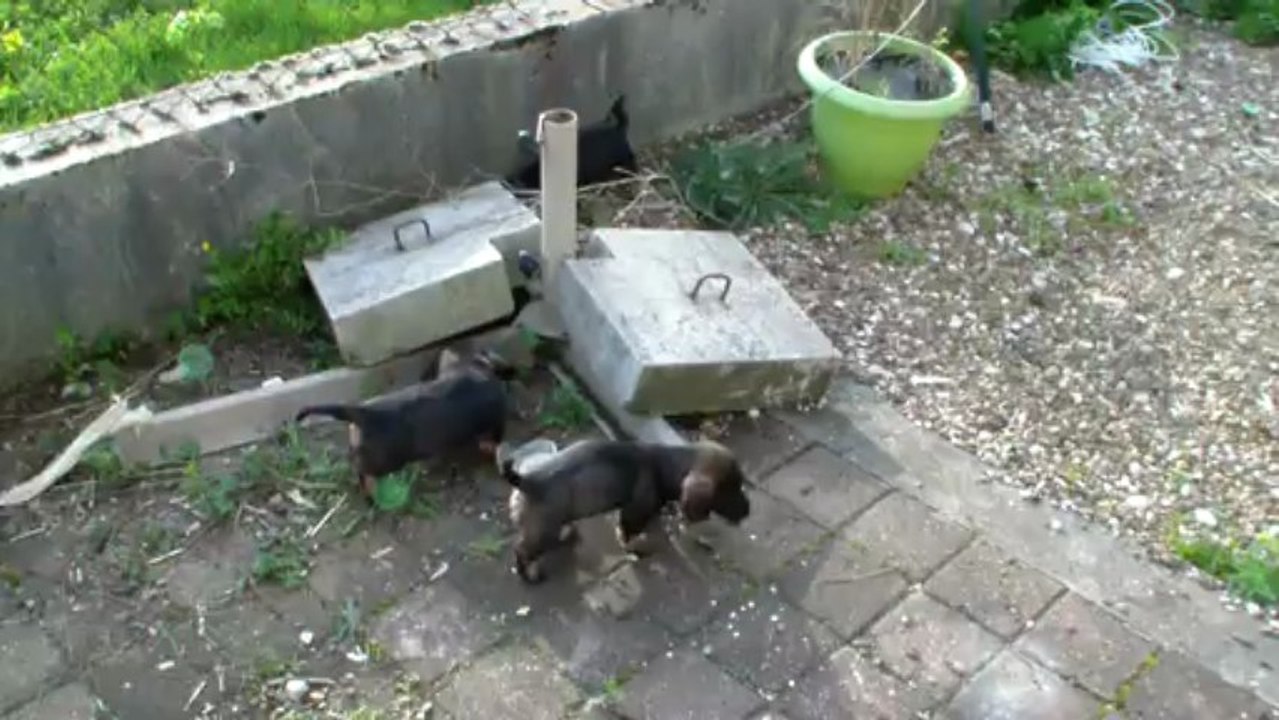 Teckels poil dur de Chaneveau : Chiots 2013 à 5 semaines
