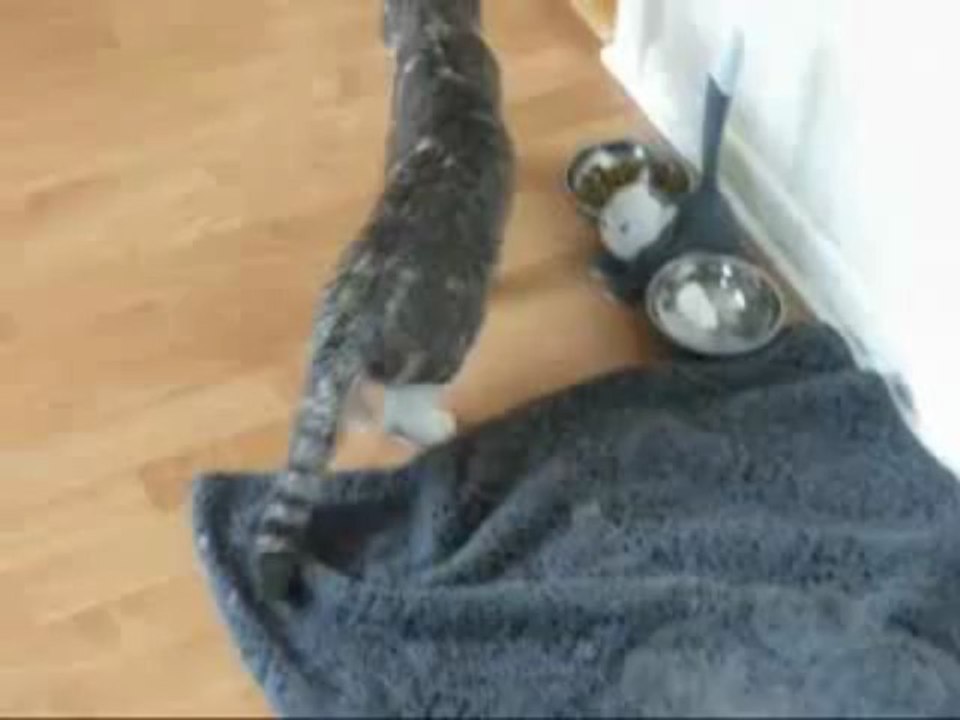 Drunk Kitty