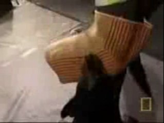 Bite force competition Pitbull, Rottweiler, and Shepherd