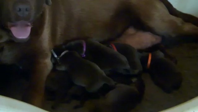 Les bébés chocolat agés de quelques jours