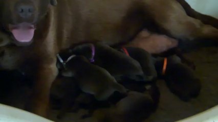 Les bébés chocolat agés de quelques jours