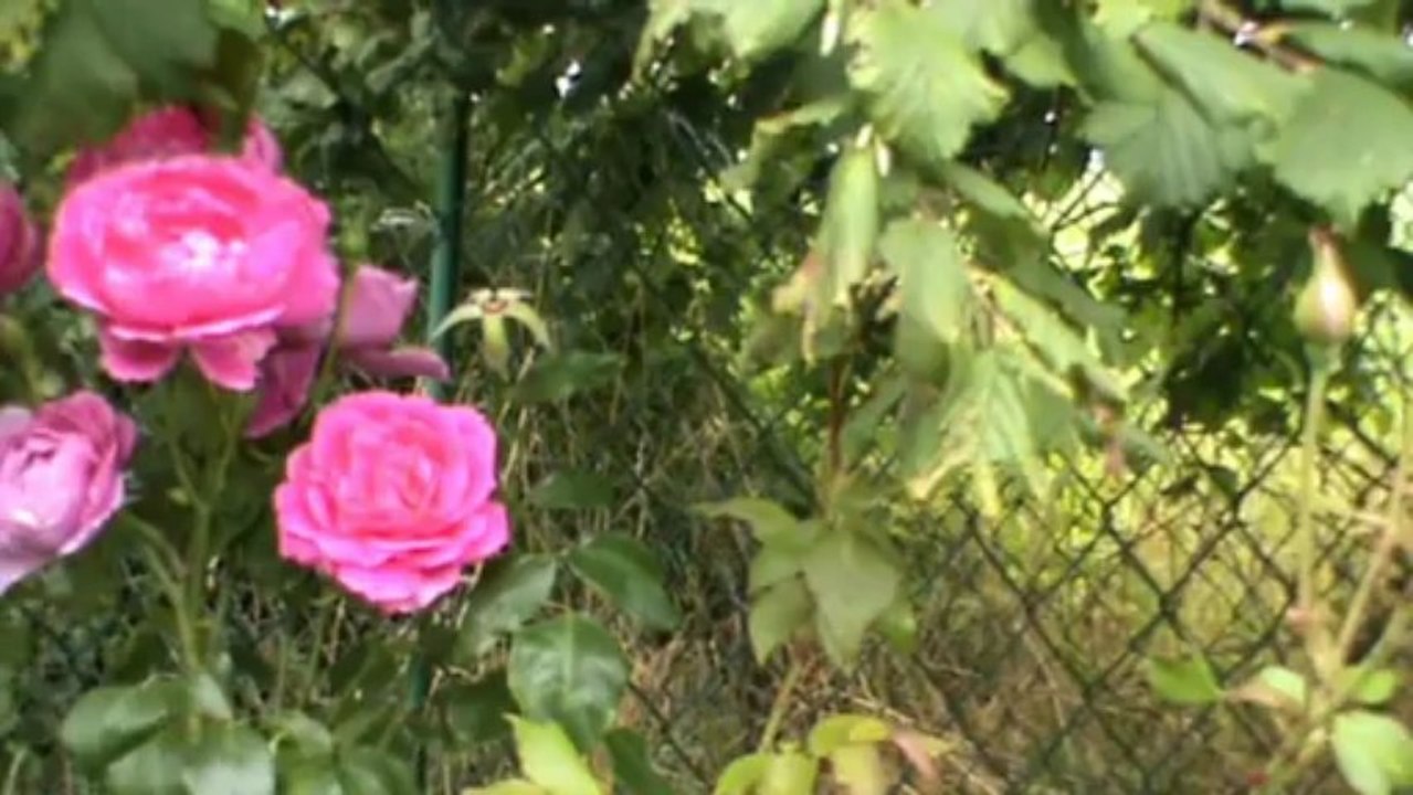 Rosen - Zierde des Gartens