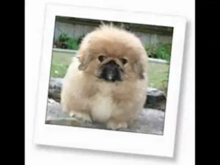 Pet Secure - Making Vet Expenses Affordable