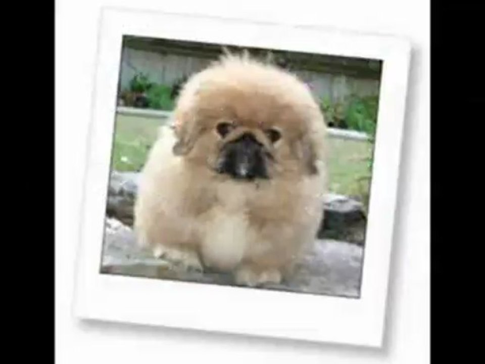 Pet Secure - Making Vet Expenses Affordable