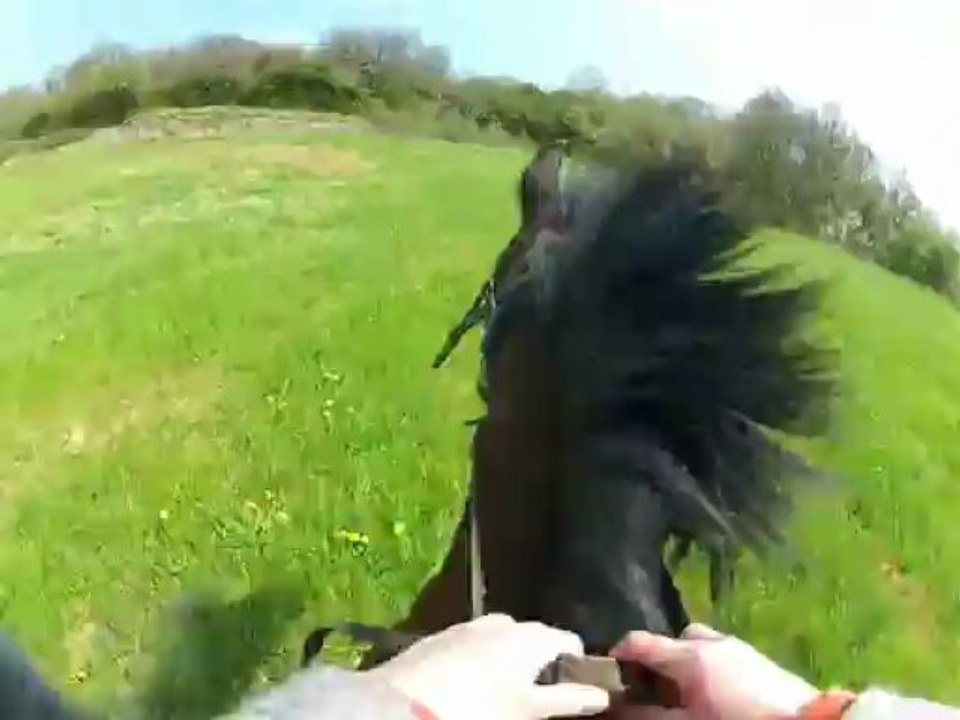 ballade avec Penny et les chiens