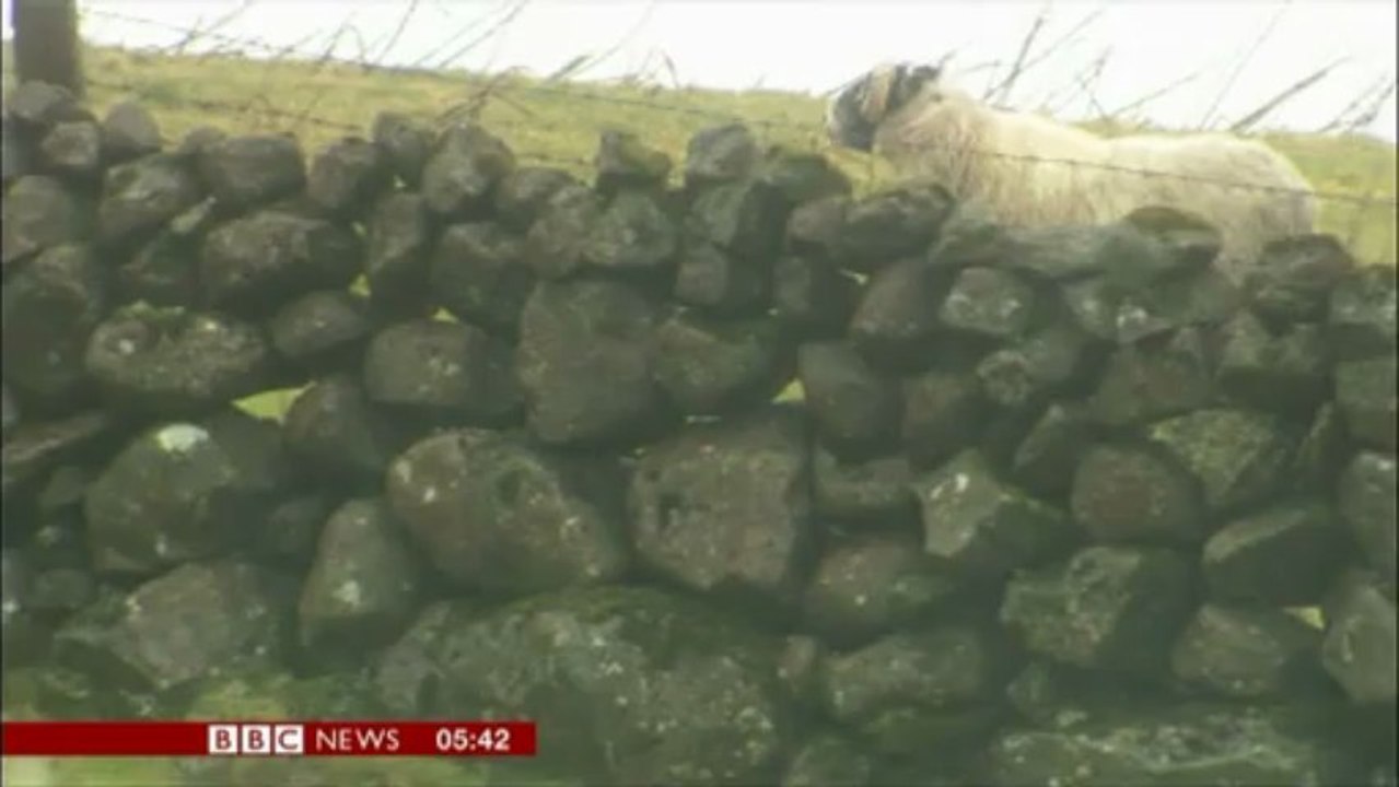 Spring sheep ma-mah! miracle - lost rambo rams survived 23 days trapped in snow!