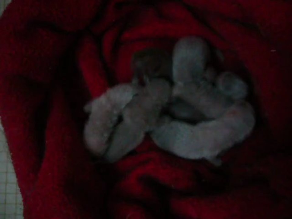 Portée Inaya et Kenjy  2013