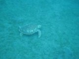 Tortue verte sur Malendure Guadeloupe
