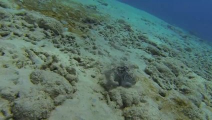 Octopus - Bari Reef/Bonaire