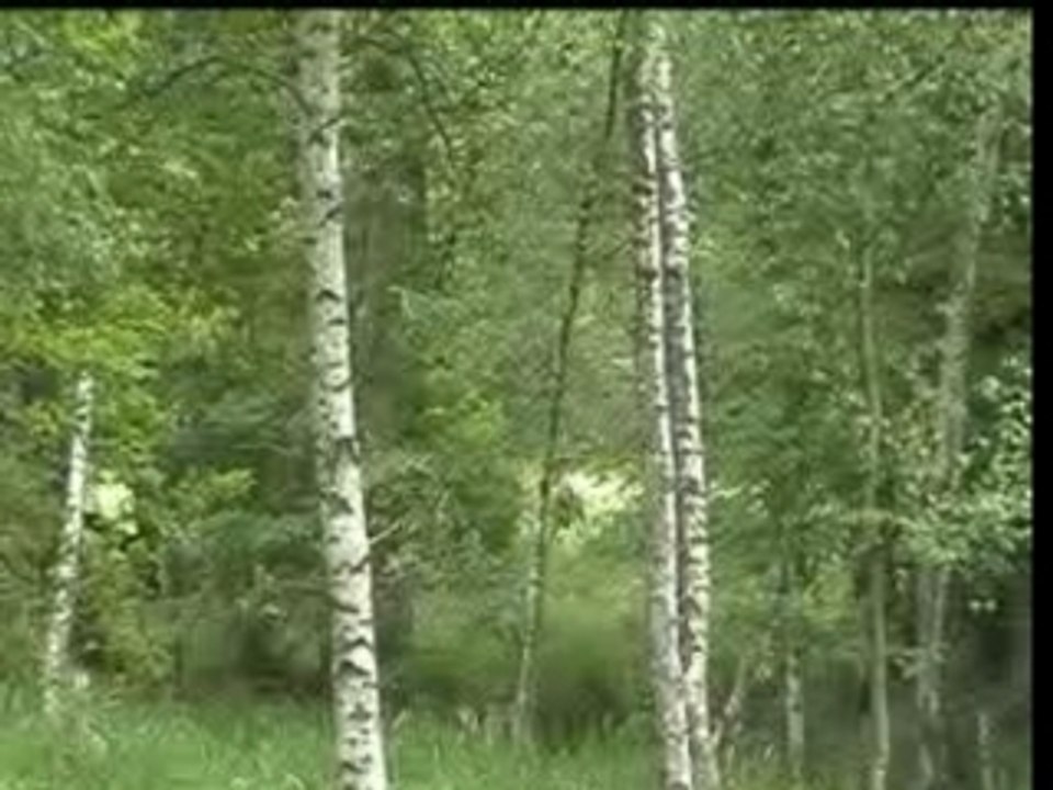 Rencontre avec un cerf