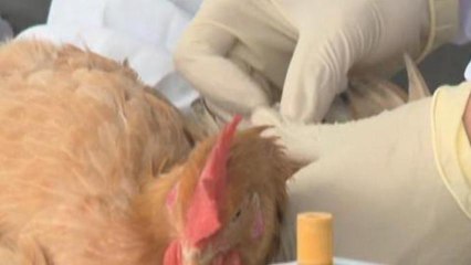 China probes bird flu transmission to humans