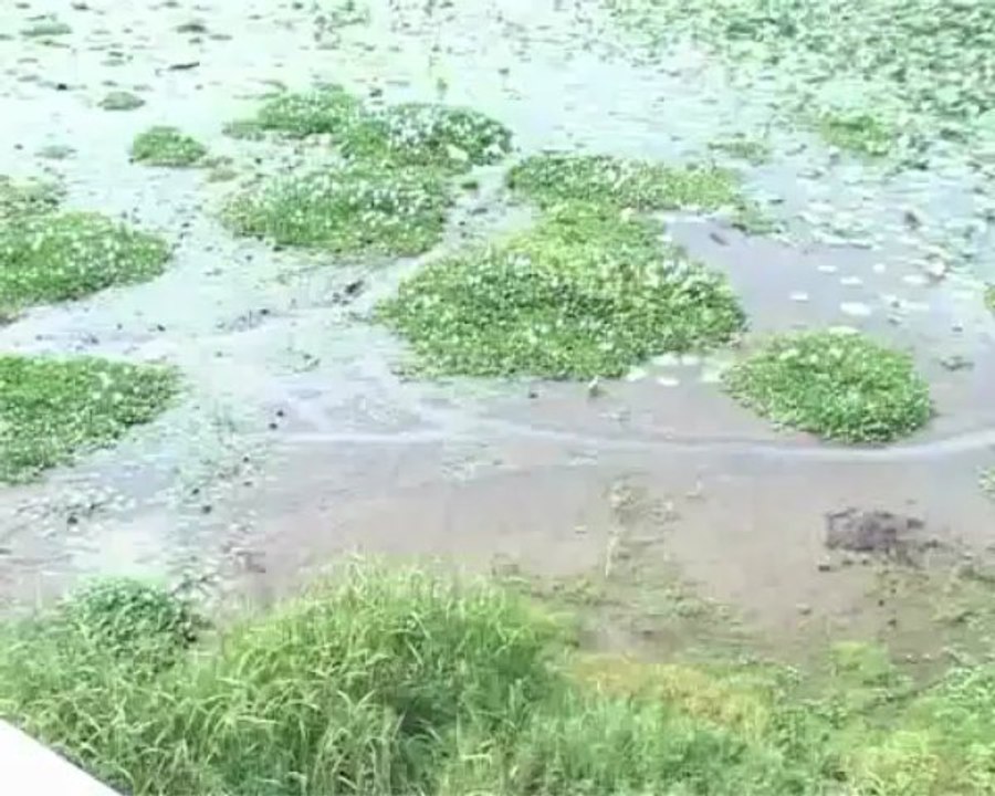 মৌলভীবাজারের বাইক্কা বিলের অভয়াশ্রমে চলছে মাছ নিধনের মহোৎসব; বিলের গভীরতা বাড়ানোর দাবি স্থানীয়দের।
