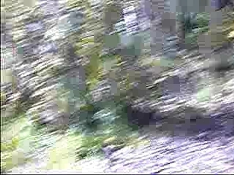 Vidéo bambou