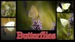 Butterflies - Schmetterlinge - Papillons