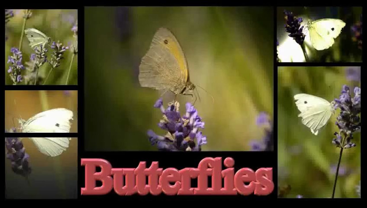 Butterflies - schmetterlinge - papillons