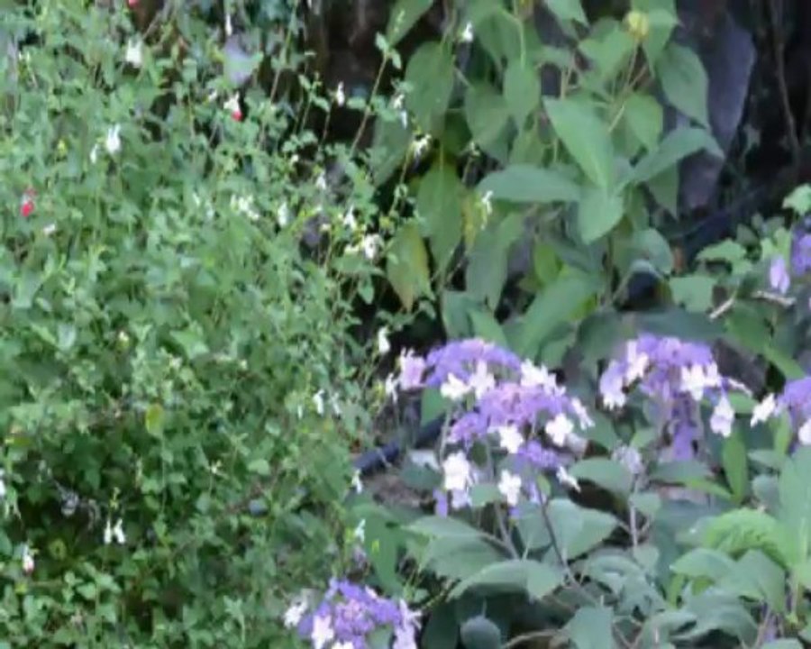 Eden Parc, le Jardin d'Eden 2013