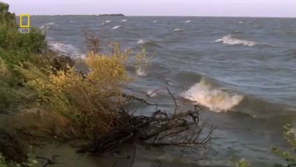 Vahsi Rusya Gizli Orman