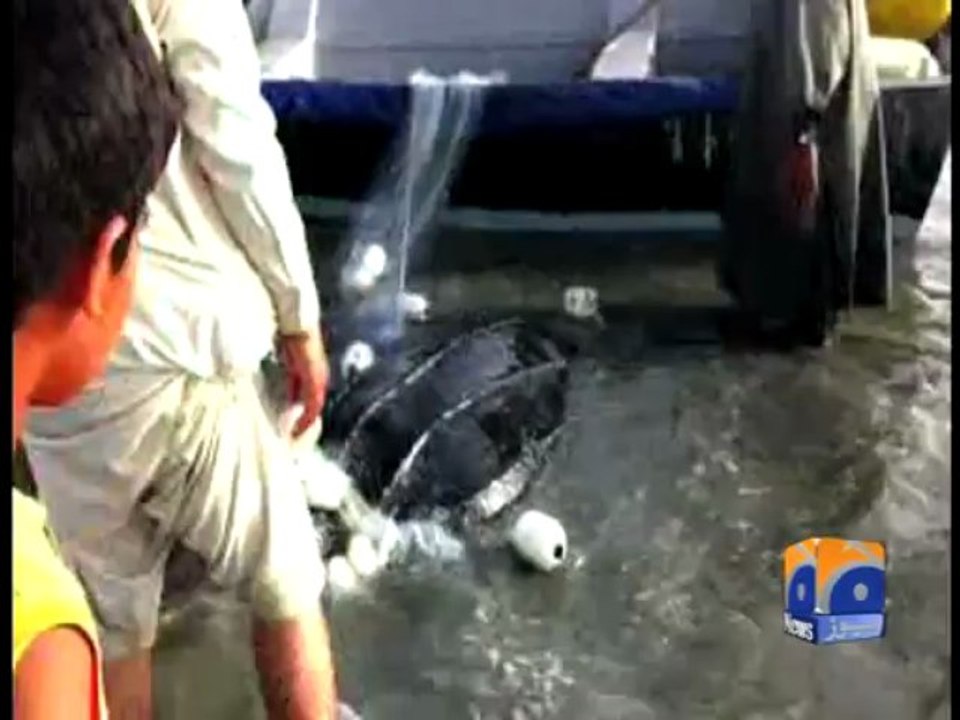 Rare Turtle -19 Apr 2013