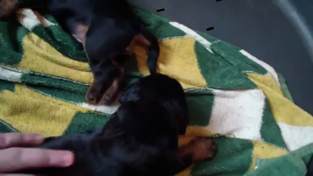 2013-04-18 Chiots 12 jours