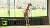 Germany: Baby giraffe delights Berlin zoo visitors
