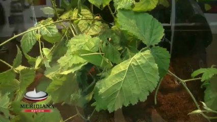 Al Bioparco un’esplosione di microcosmi con la nuova area tematica “Farfalle&Co“