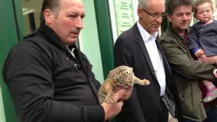 Naissance 4 bébés tigre à Jussey (3/3)