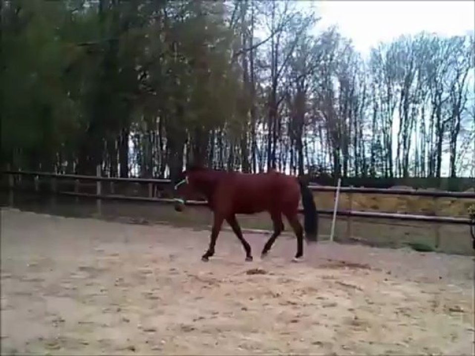 Rodeo fait son show