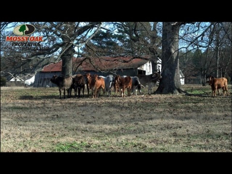 Land For Sale Des Arc, Arkansas|Mossy Oak Properties Cache River Land & Farm