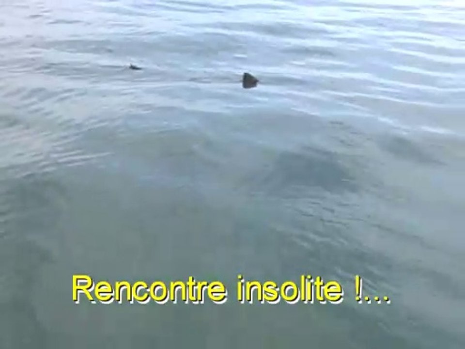 Rencontre d'un Requin et pêche au bar