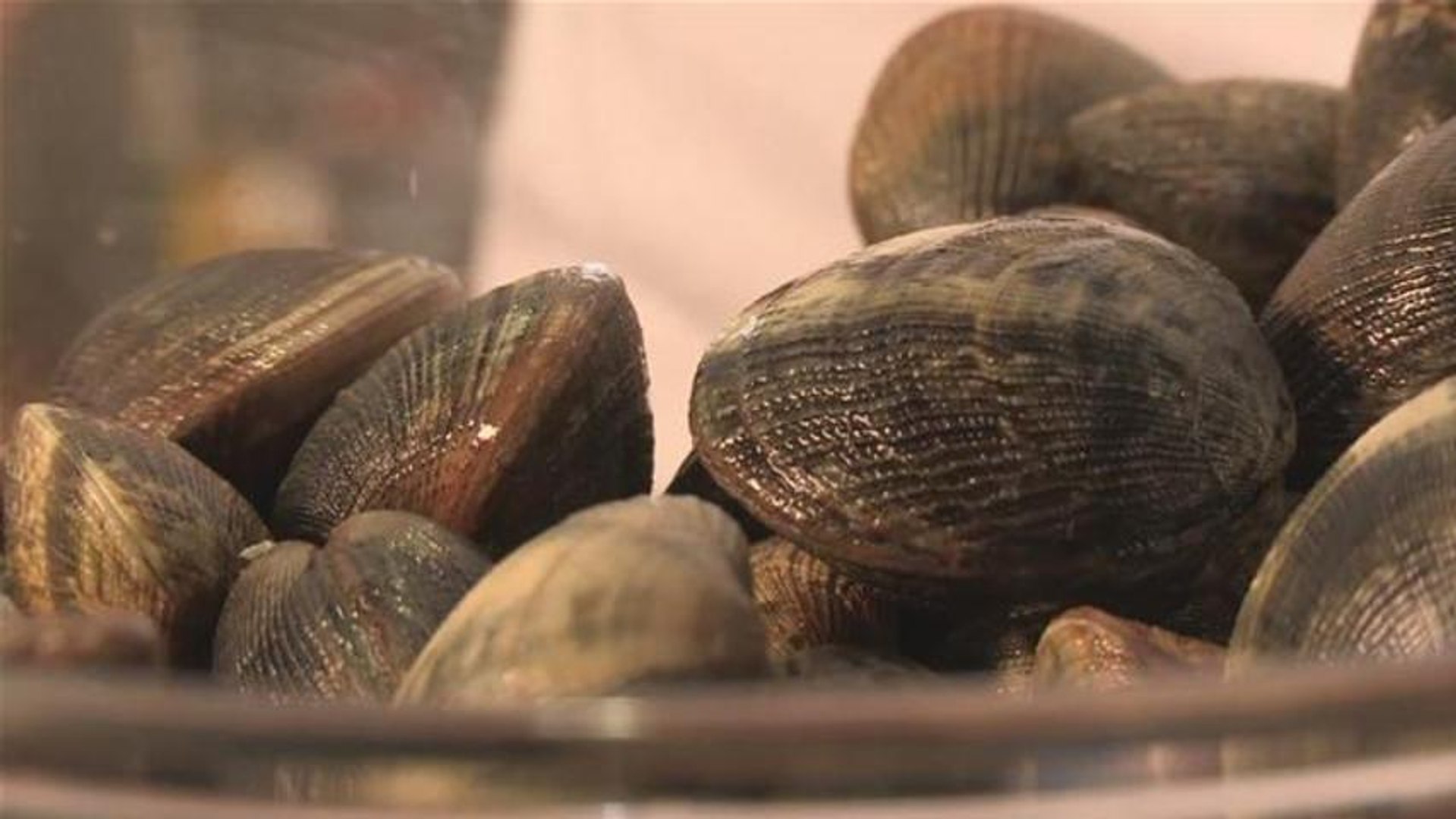 Can Clams Go Bad