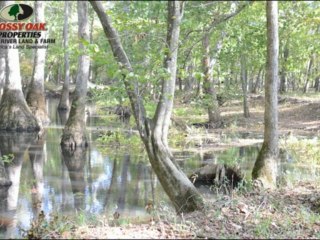 200 ac Austin, Arkansas, House and Barn|Cache River  Land & Farm
