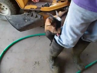 Chèvre qui se prend pour un coq